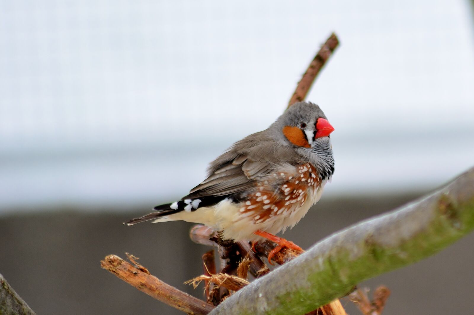 Nikon D5200 sample photo. Songbird, nature, close up photography