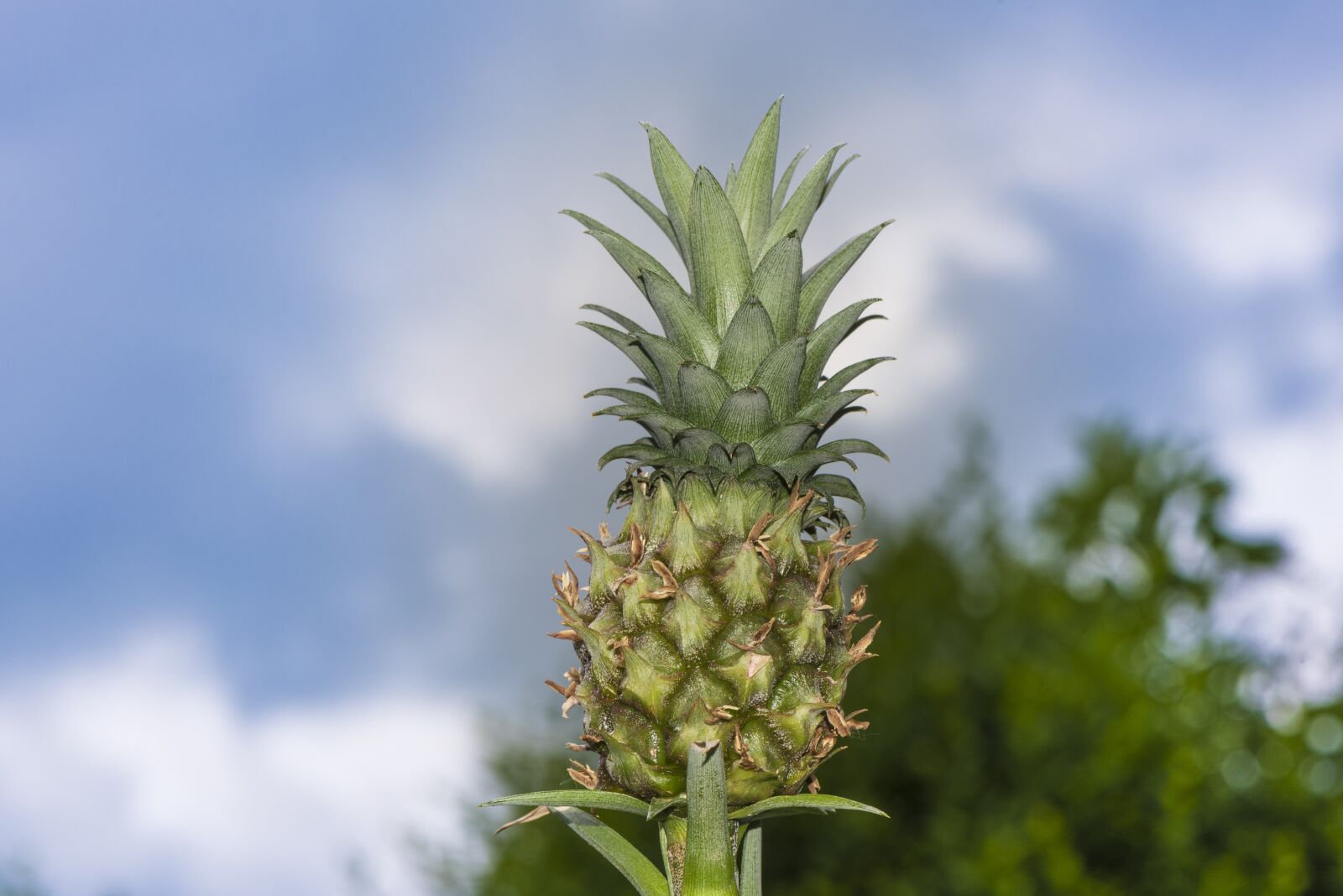 Nikon D750 sample photo. Mini pineapple, pineapple, plan photography