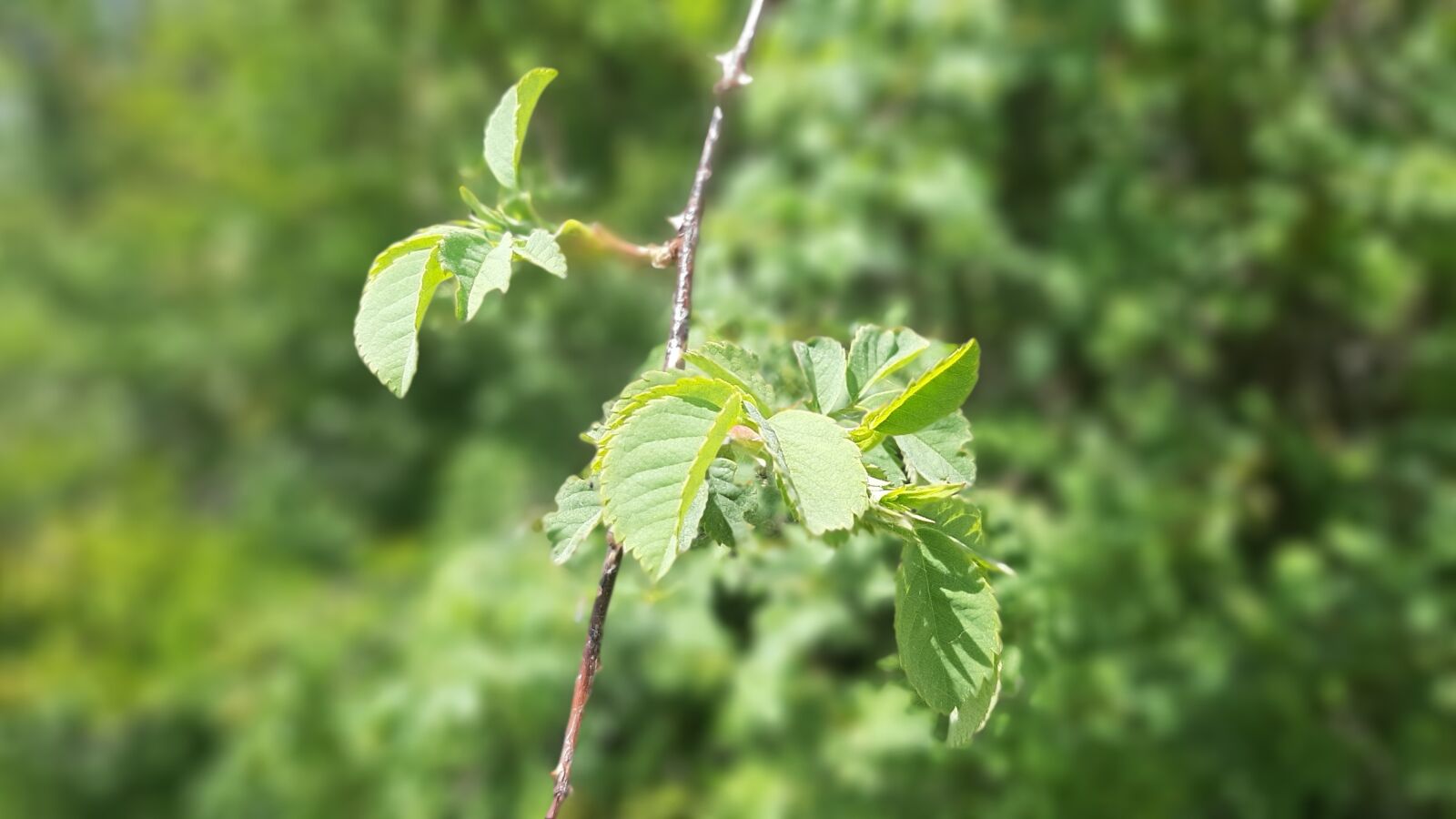 Samsung Galaxy A50 sample photo. Nature, plant, tree photography