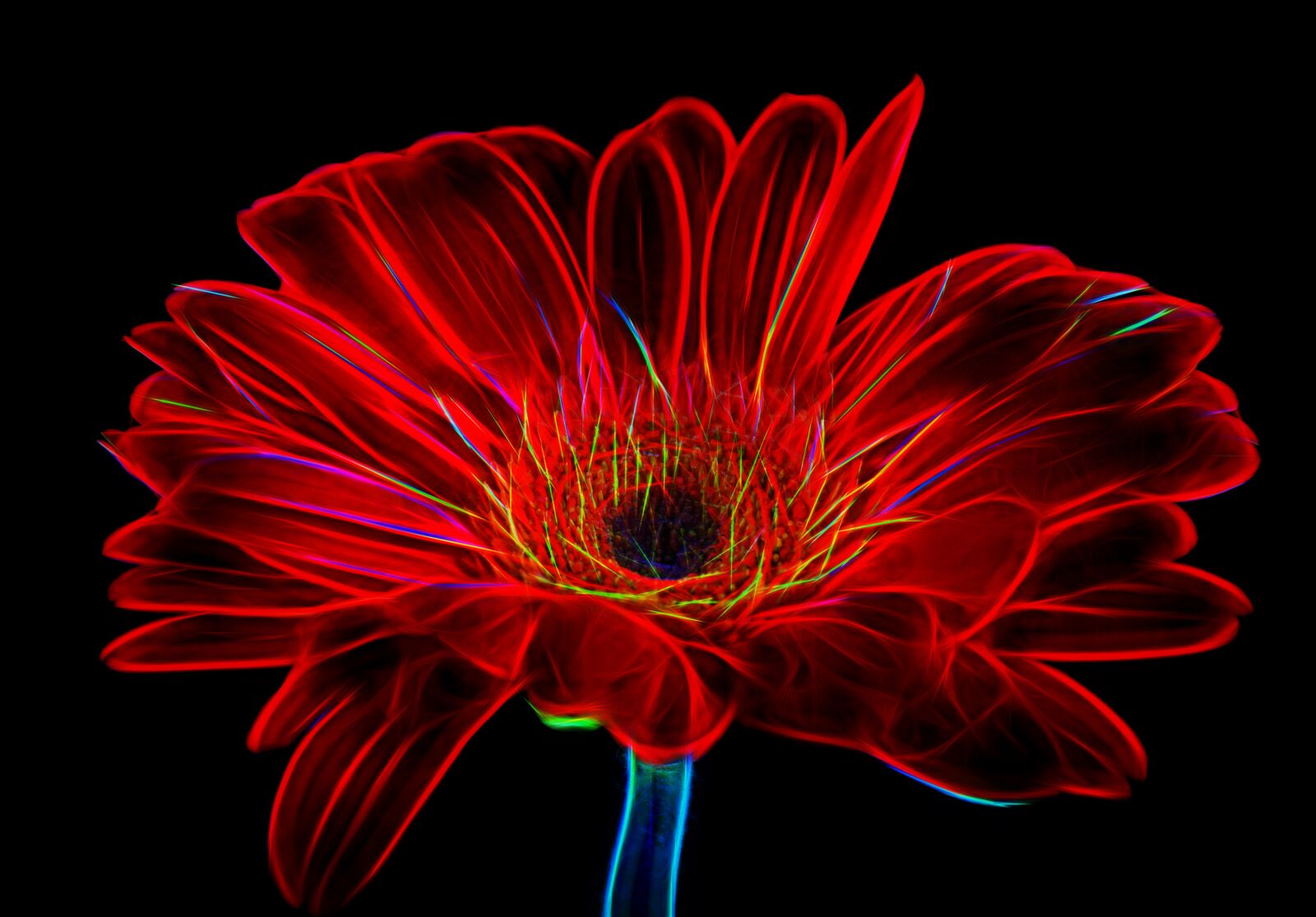 Nikon D5500 sample photo. Daisy, flower, red photography