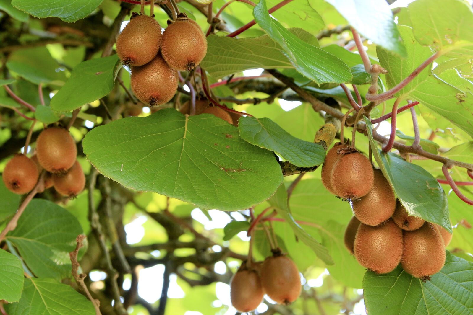 Canon EOS 650D (EOS Rebel T4i / EOS Kiss X6i) sample photo. Kiwi, fruit, vitamins photography