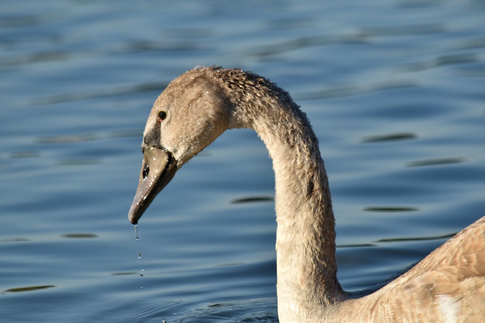 Nikon D5500 sample photo. Beak, neck, swan, waterdrops photography