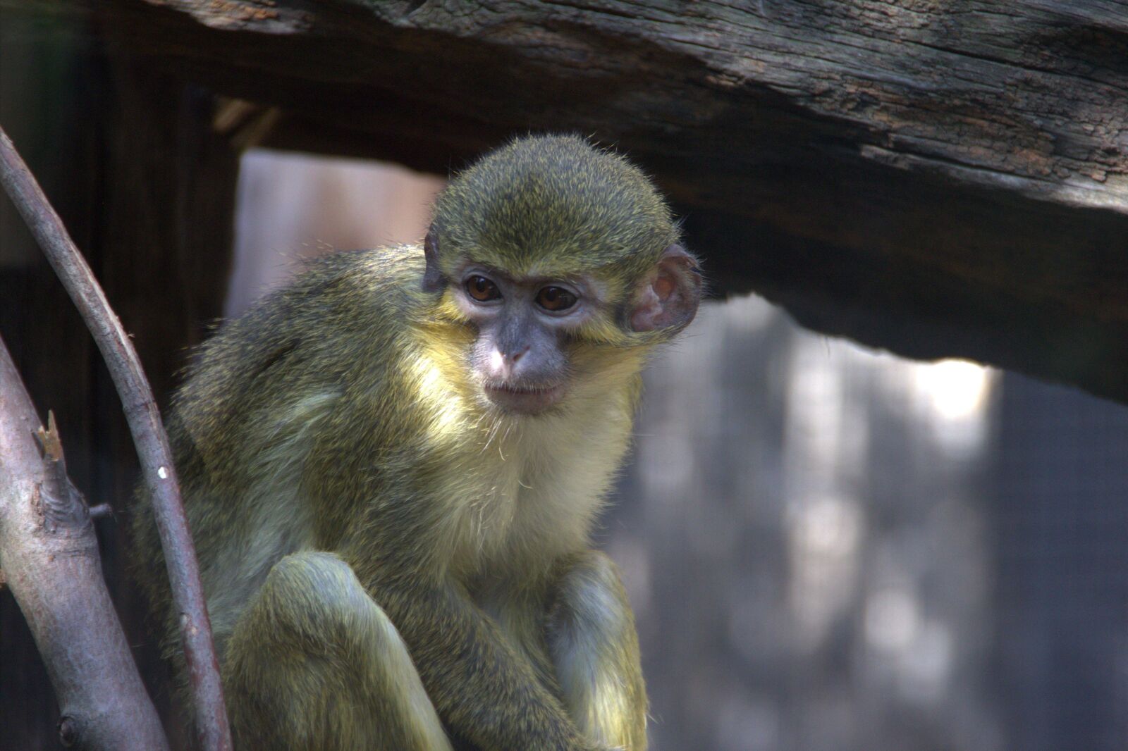 Canon EOS 60D sample photo. Monkey, zoo, animal photography