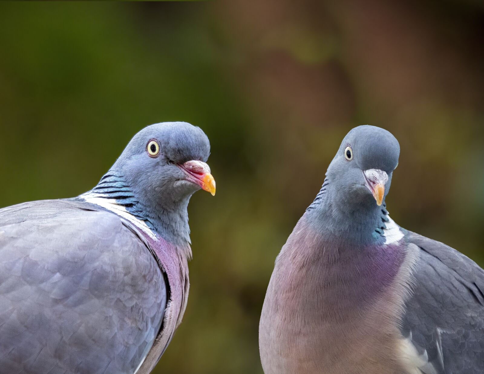 Sigma 100-400mm F5-6.3 DG OS HSM sample photo. Pigeons, pair, feathers photography