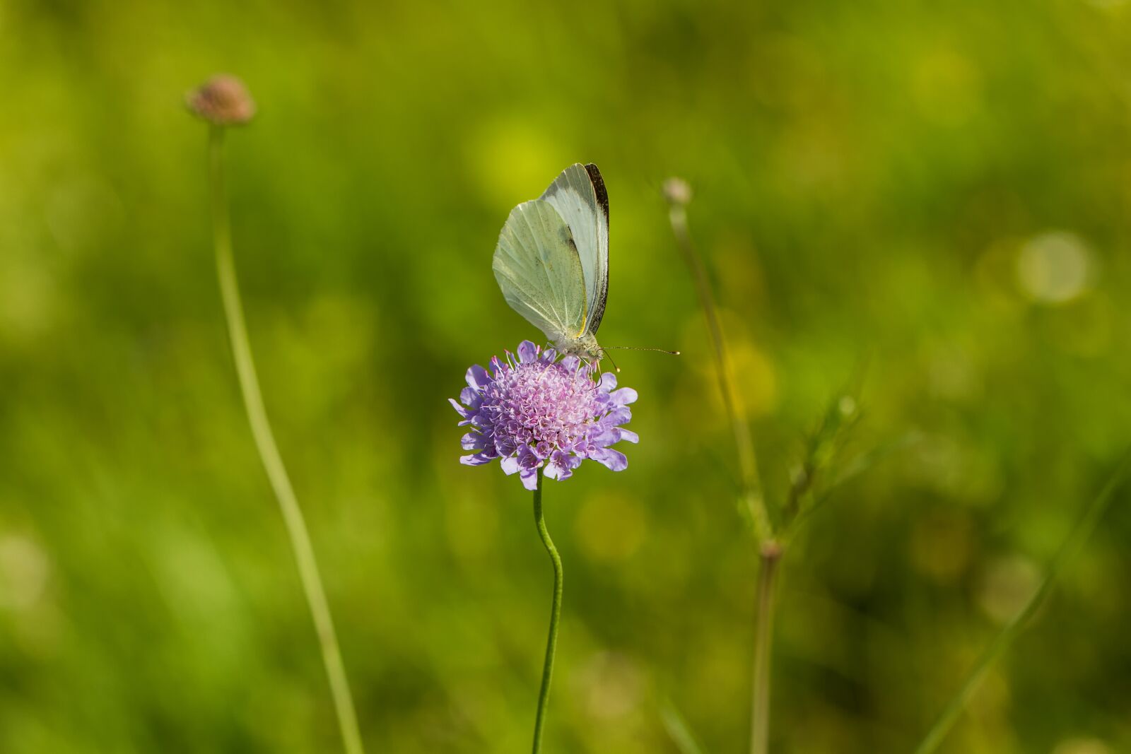 Canon EOS 7D + Canon EF 100mm F2.8L Macro IS USM sample photo. White, butterfly, nature photography