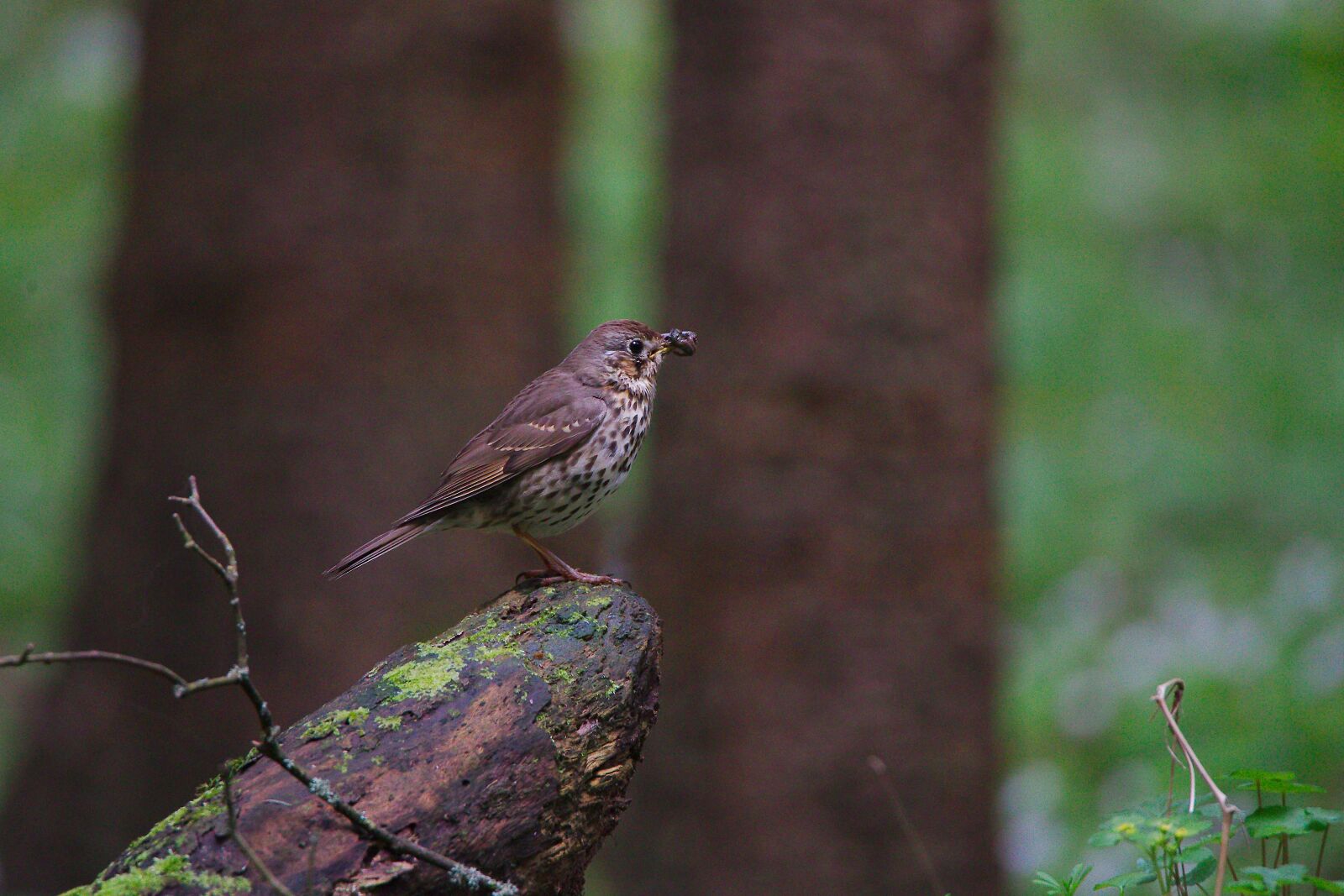 Canon EOS 6D sample photo. Nature, animal world, bird photography
