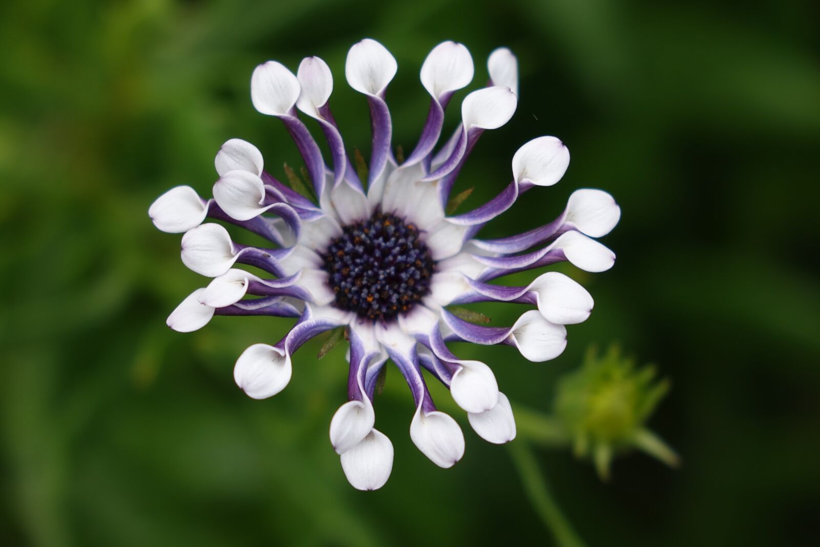 Sony Cyber-shot DSC-RX10 II sample photo. Botany, flowers photography