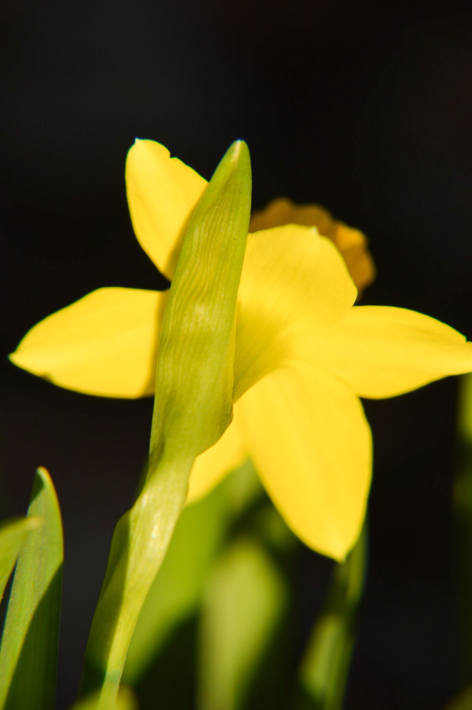 Nikon D3200 + Tamron 18-270mm F3.5-6.3 Di II VC PZD sample photo. Daffodil, flower, spring photography