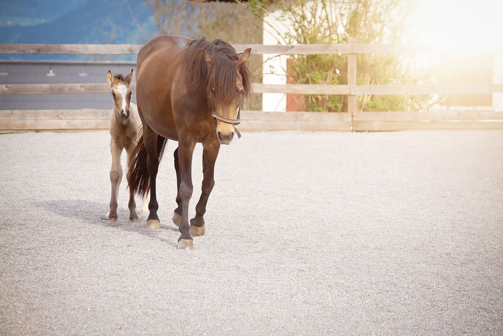 Nikon D7100 sample photo. Horse, pony, foal photography