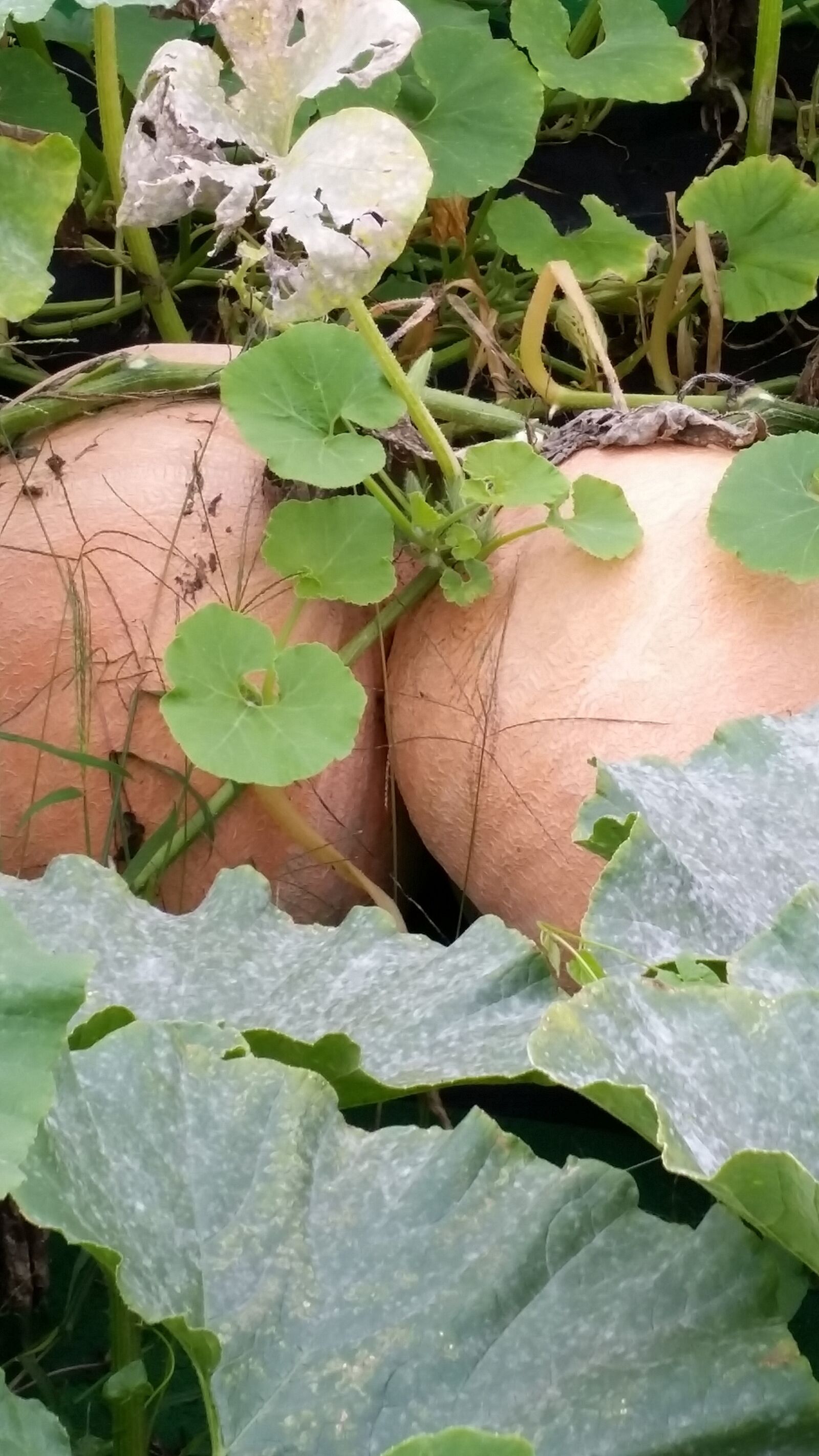 Samsung Galaxy S5 sample photo. Pumpkin, autumn, gut photography
