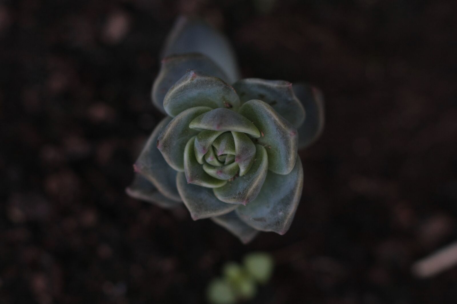 Canon EOS 40D sample photo. Succulent, cacti, plant photography