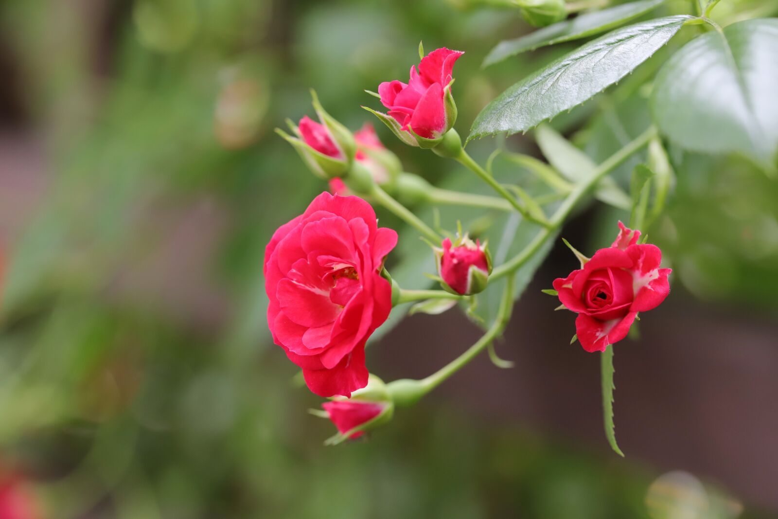 Canon EOS 6D Mark II sample photo. Rose, flowers, love photography