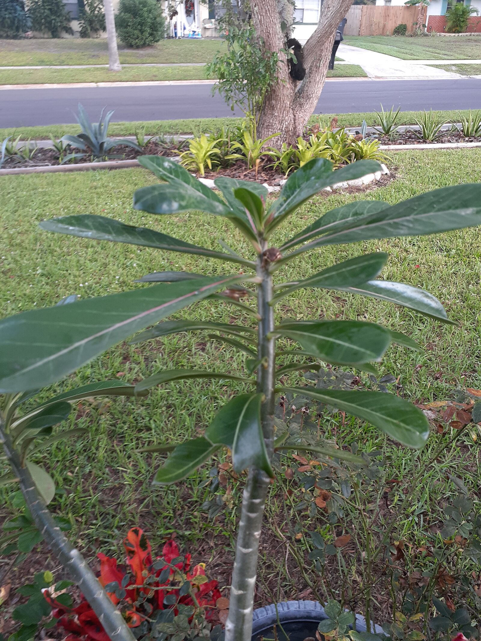 Samsung Galaxy A20 sample photo. Lay flower, plant, nature photography