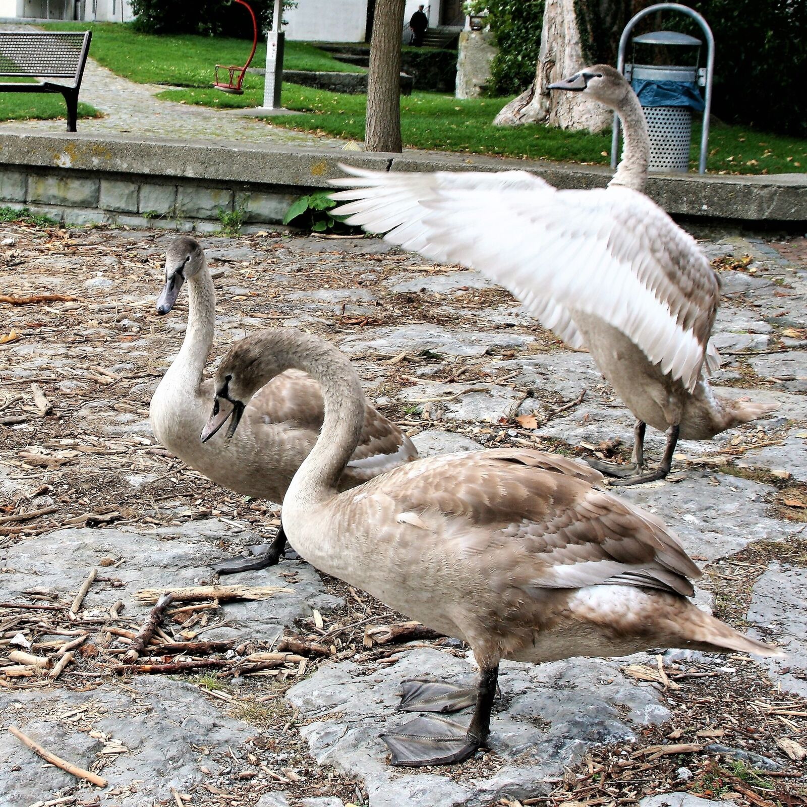 Canon EOS 400D (EOS Digital Rebel XTi / EOS Kiss Digital X) sample photo. Young swans, cloudy, water photography