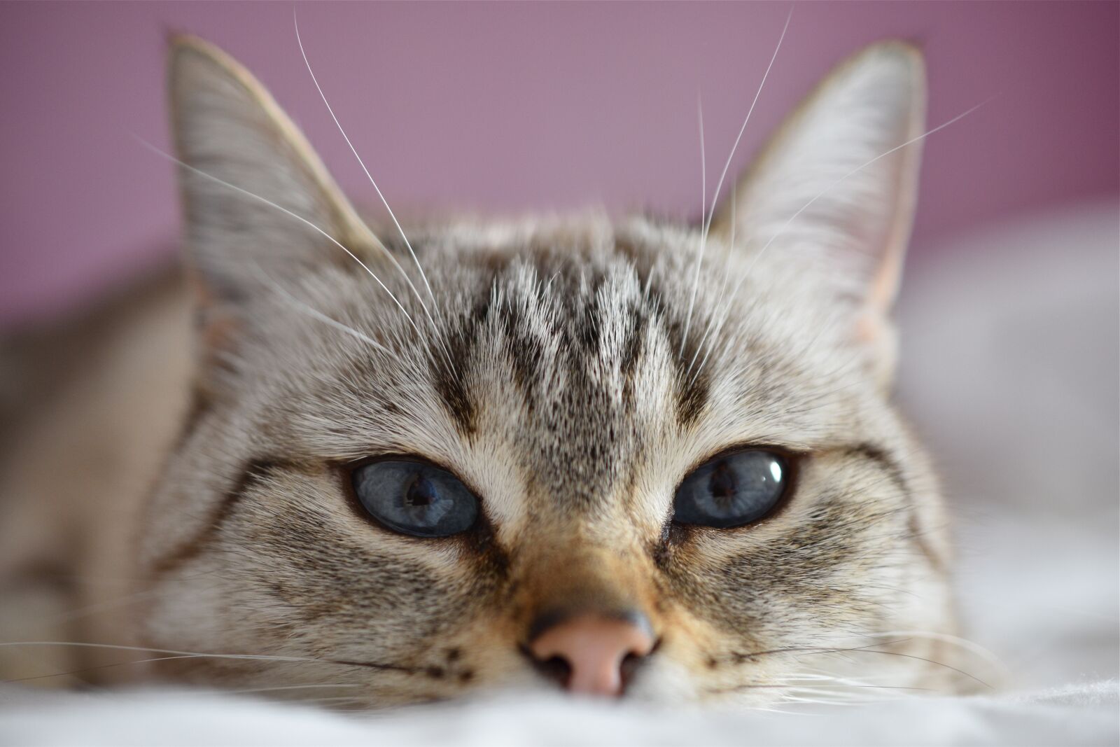Nikon D5600 sample photo. Cat, look, blue photography