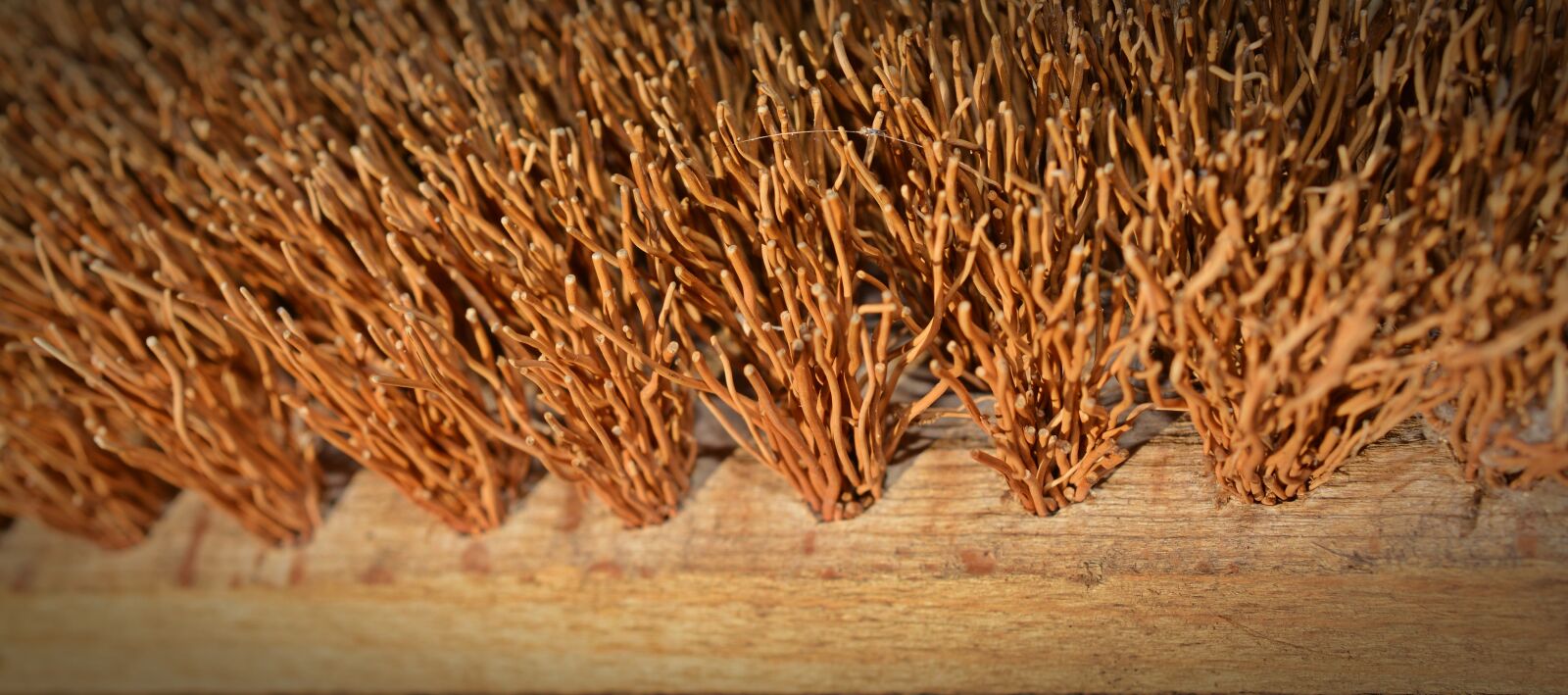 Nikon D5200 sample photo. Brush, bristles, close up photography