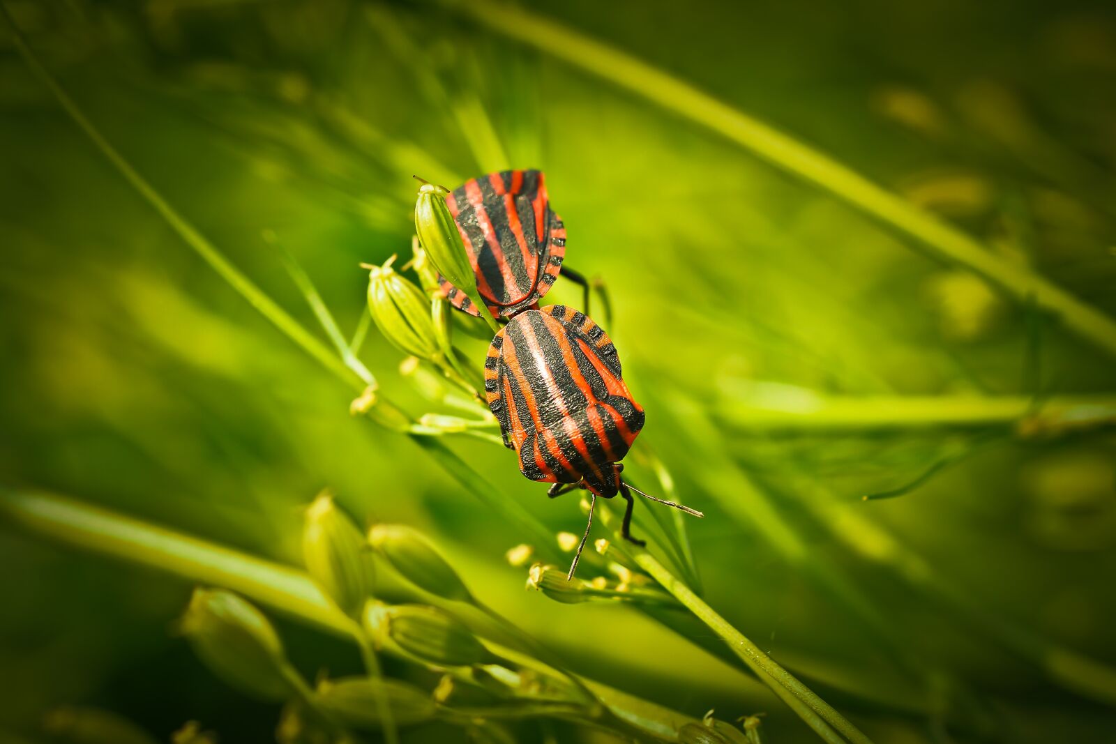 Olympus OM-D E-M10 sample photo. Silphidae, insect, beetle photography