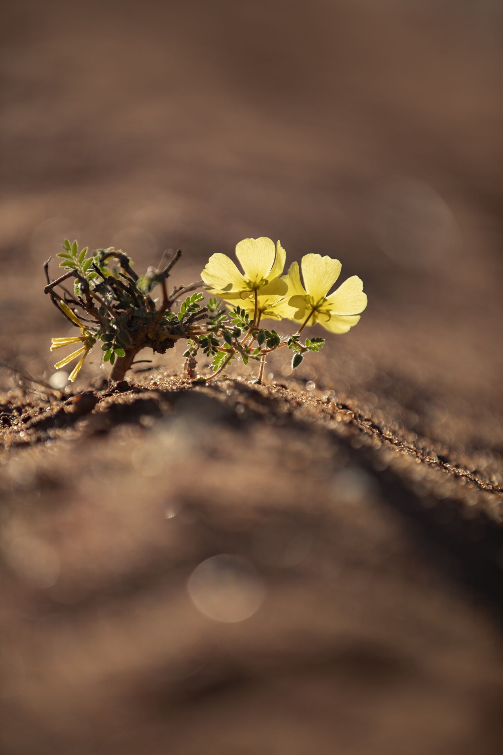 Canon EOS-1D X Mark II sample photo. Flower, nature, yellow photography