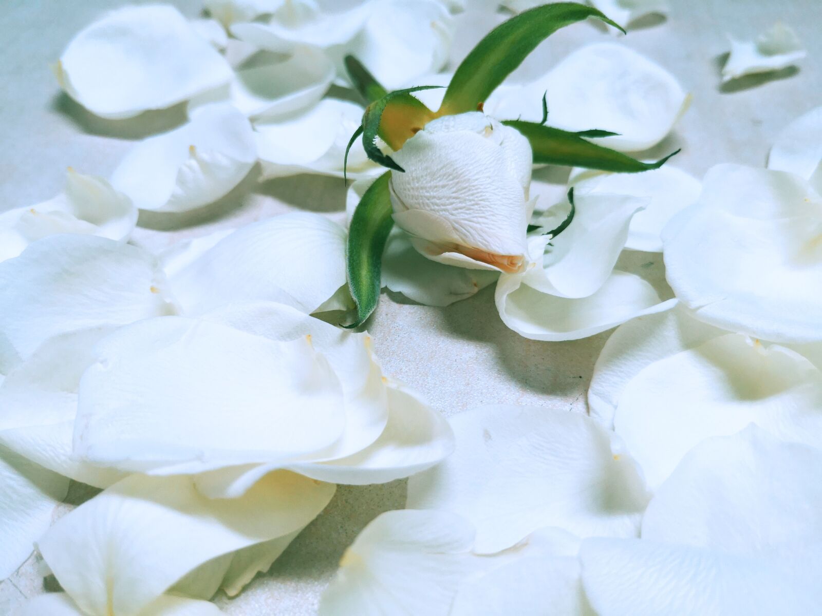HUAWEI P20 sample photo. Petal, flower, natural photography