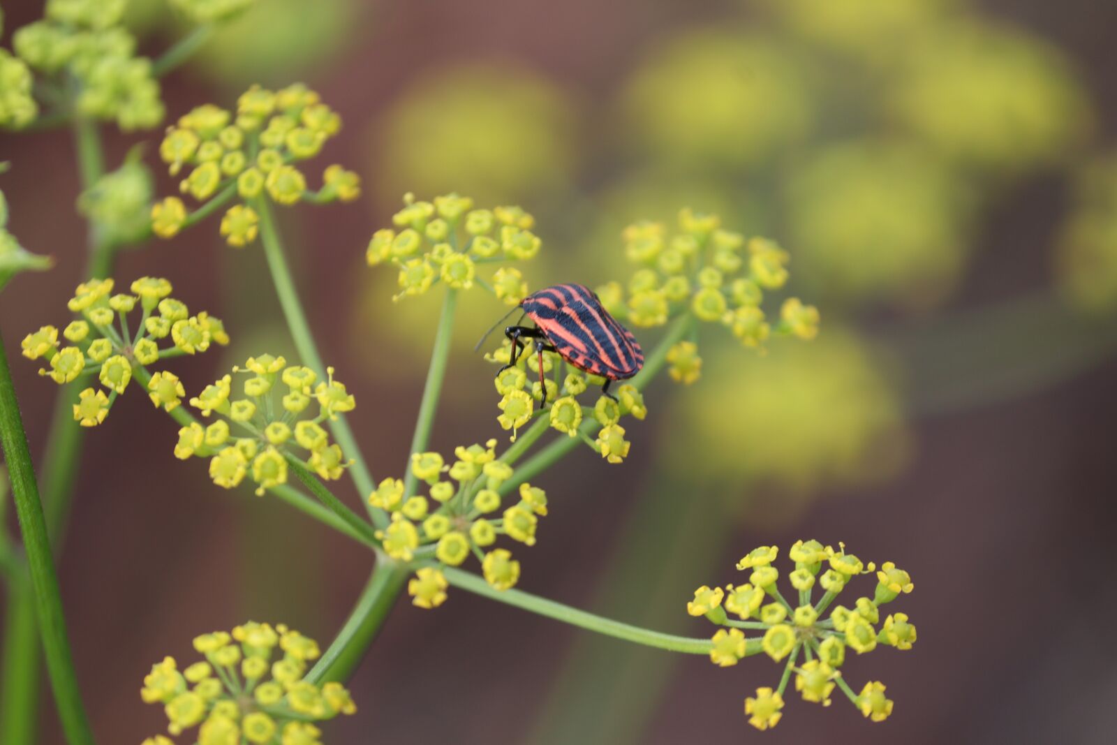 Canon EOS 200D (EOS Rebel SL2 / EOS Kiss X9) sample photo. Strip bug, graphosoma lineatum photography