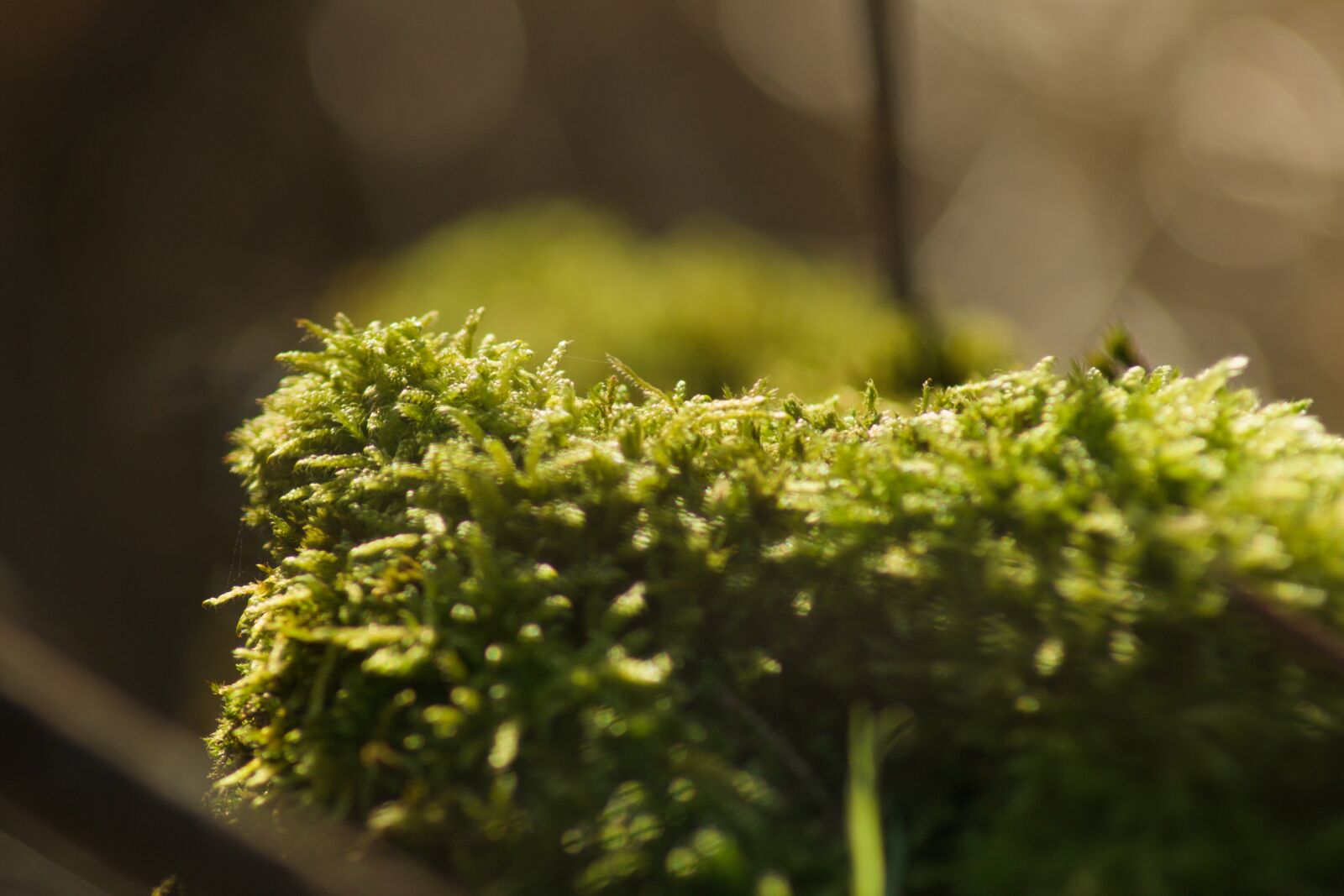 Tamron AF 70-300mm F4-5.6 Di LD Macro sample photo. Moss on wood photography