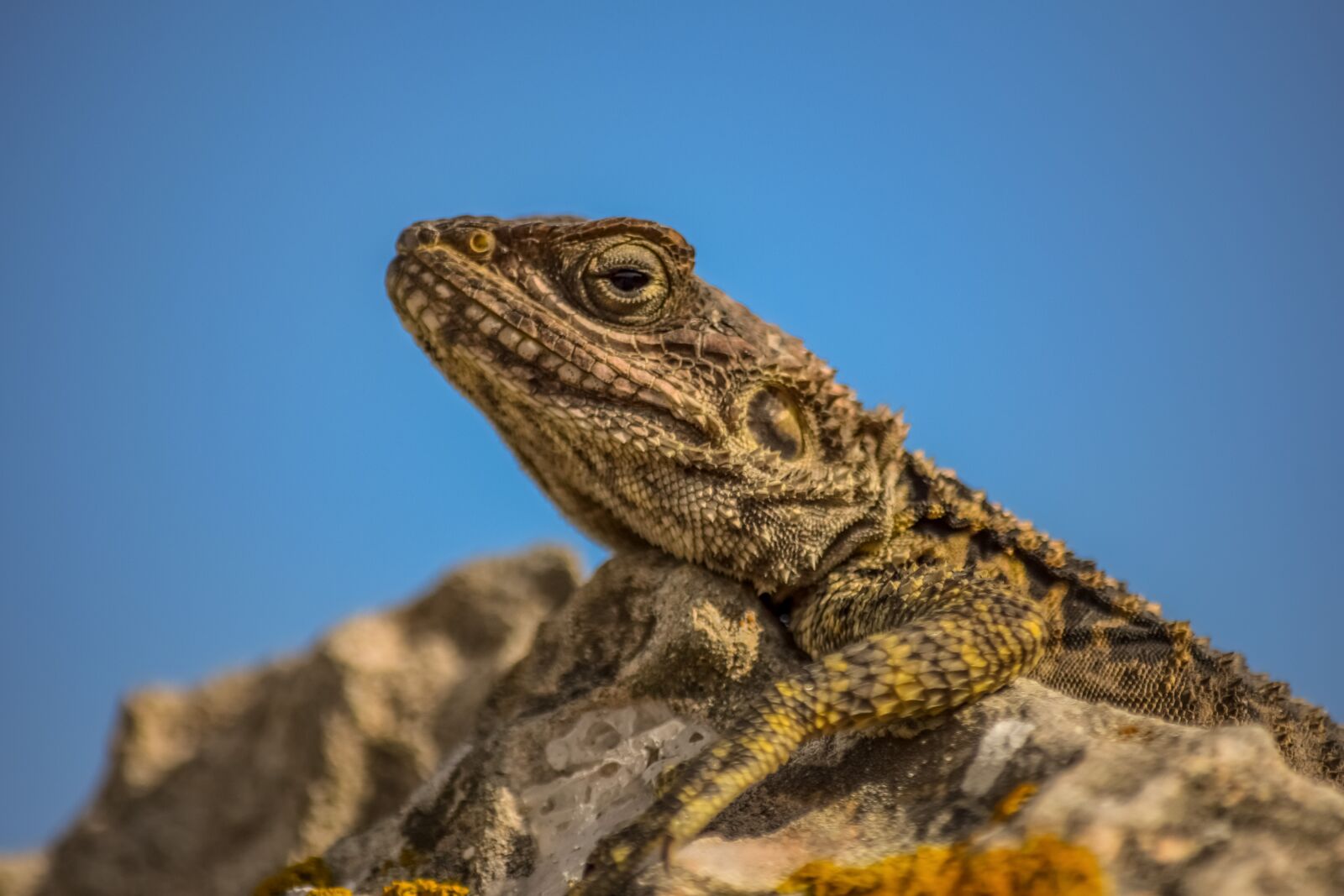 Nikon D3300 sample photo. Stellagama stellio cypriaca, lizard photography