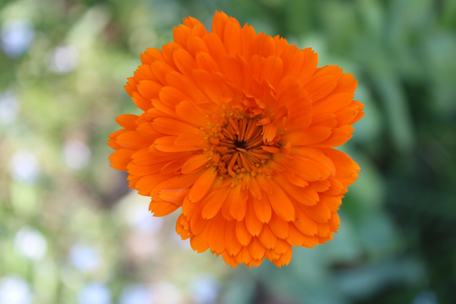 Canon EOS 2000D (EOS Rebel T7 / EOS Kiss X90 / EOS 1500D) sample photo. Orange, flower, blossom photography