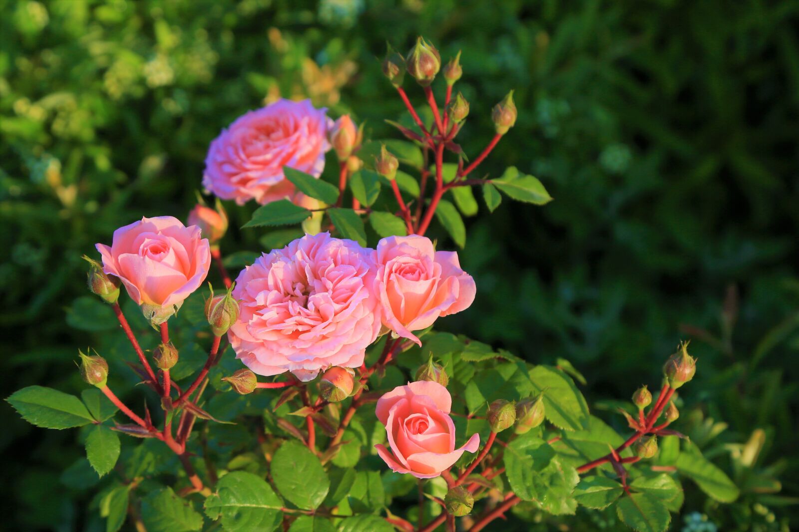 Canon EOS 5D Mark III sample photo. Rose, spring, beautiful photography