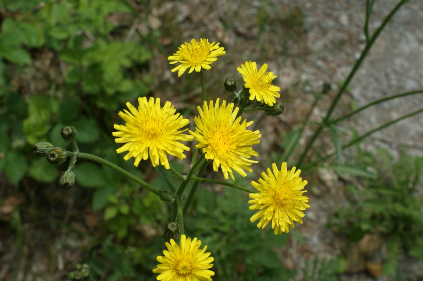 Sony Alpha DSLR-A350 sample photo. Yellow flower, nature, plant photography