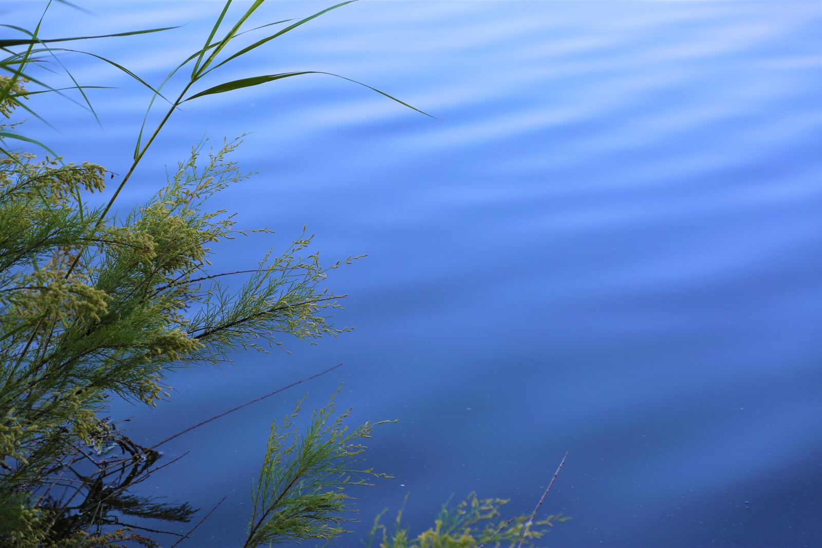 Canon EF 24-105mm F4L IS USM sample photo. Water, plant, background photography