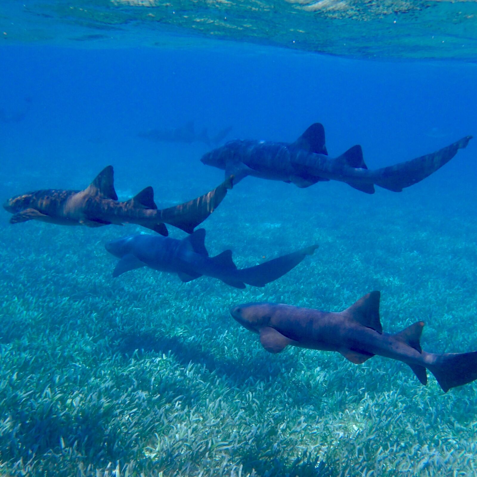 Olympus TG-4 sample photo. Sharks, ocean, nurse shark photography