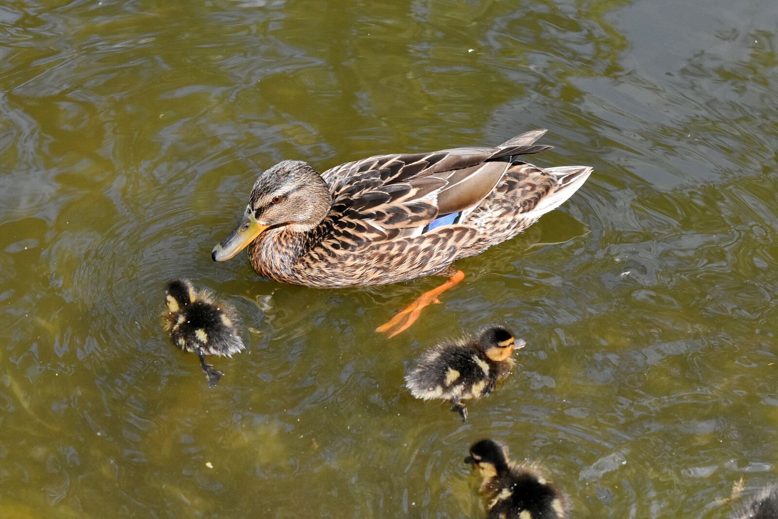 Nikon D5500 sample photo. Duckling, wildlife, duck, water photography