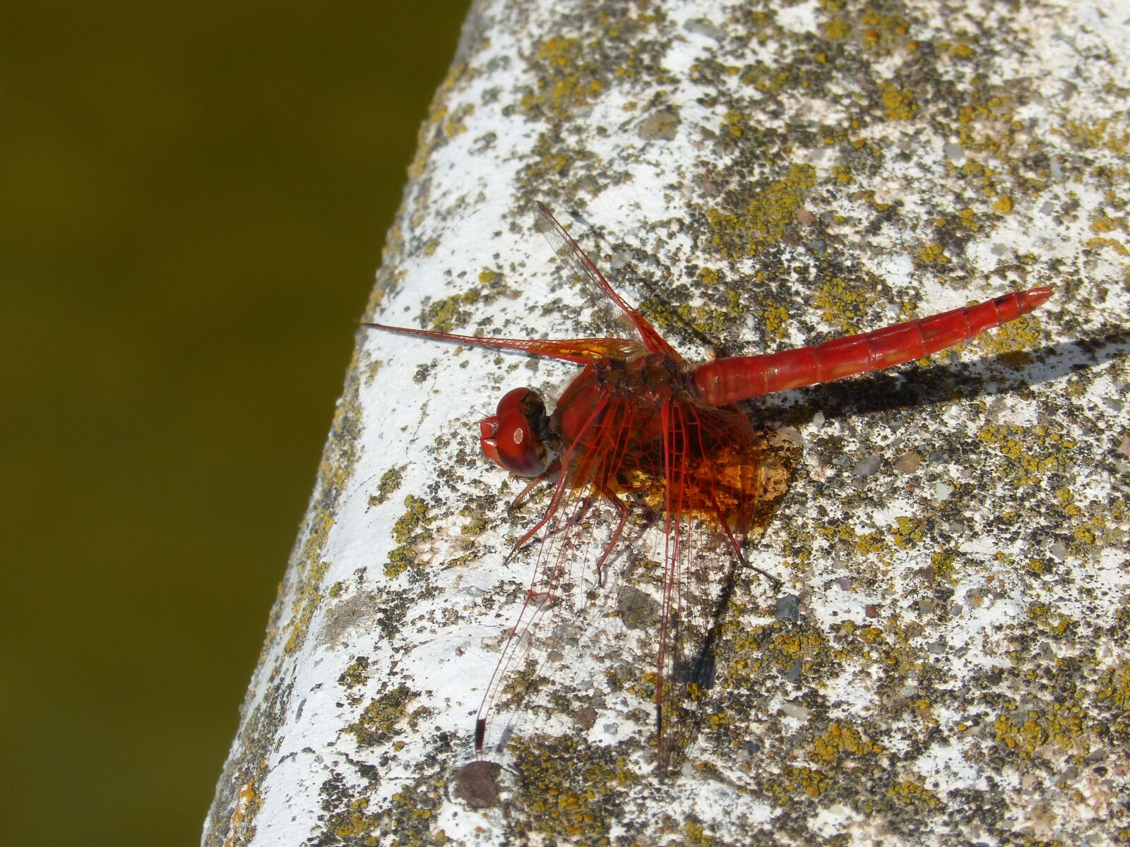 Panasonic DMC-FZ62 sample photo. Red dragonfly, dragonfly, raft photography