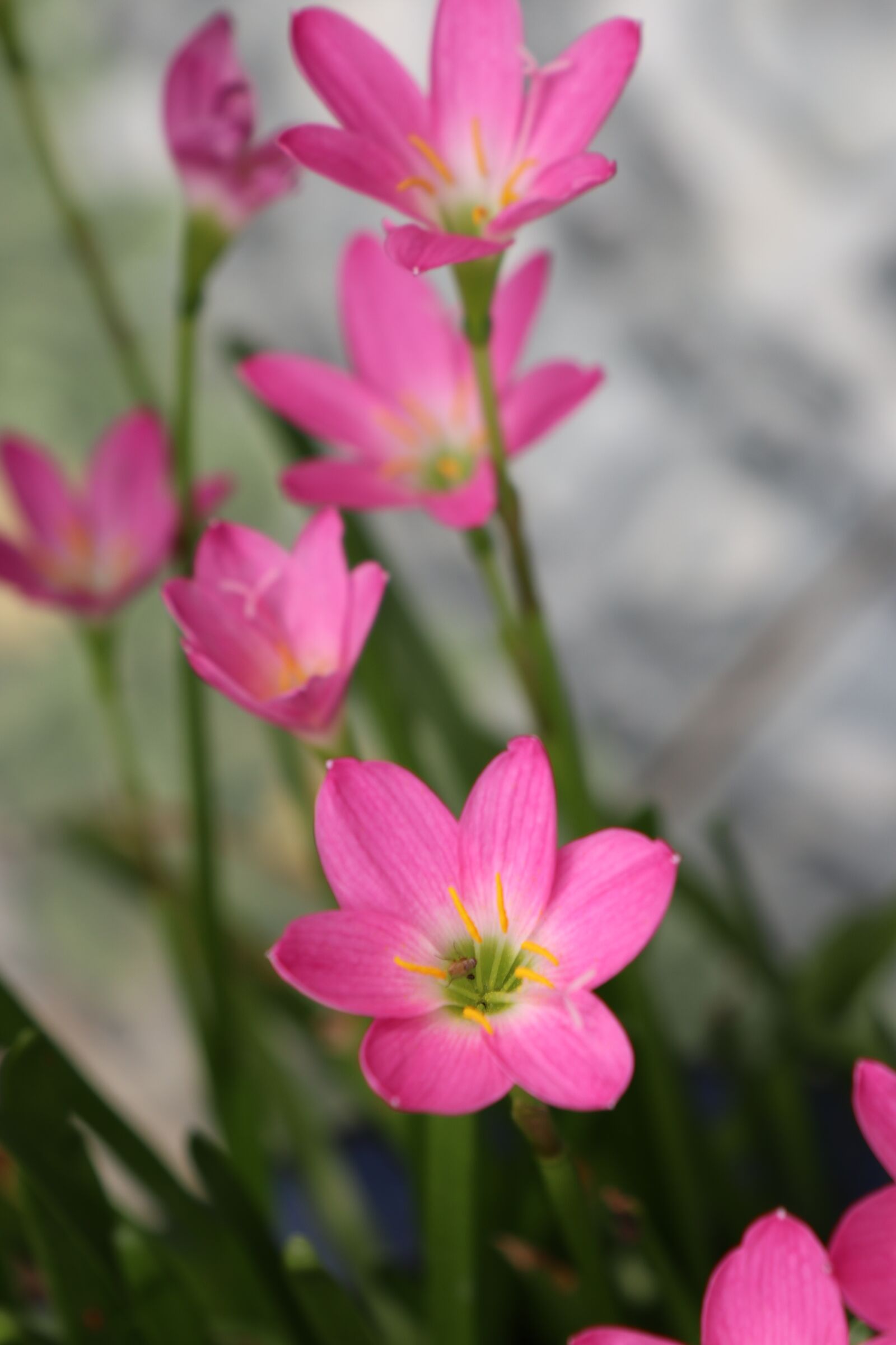 Canon EOS M6 sample photo. Pink shine flower, bloom photography