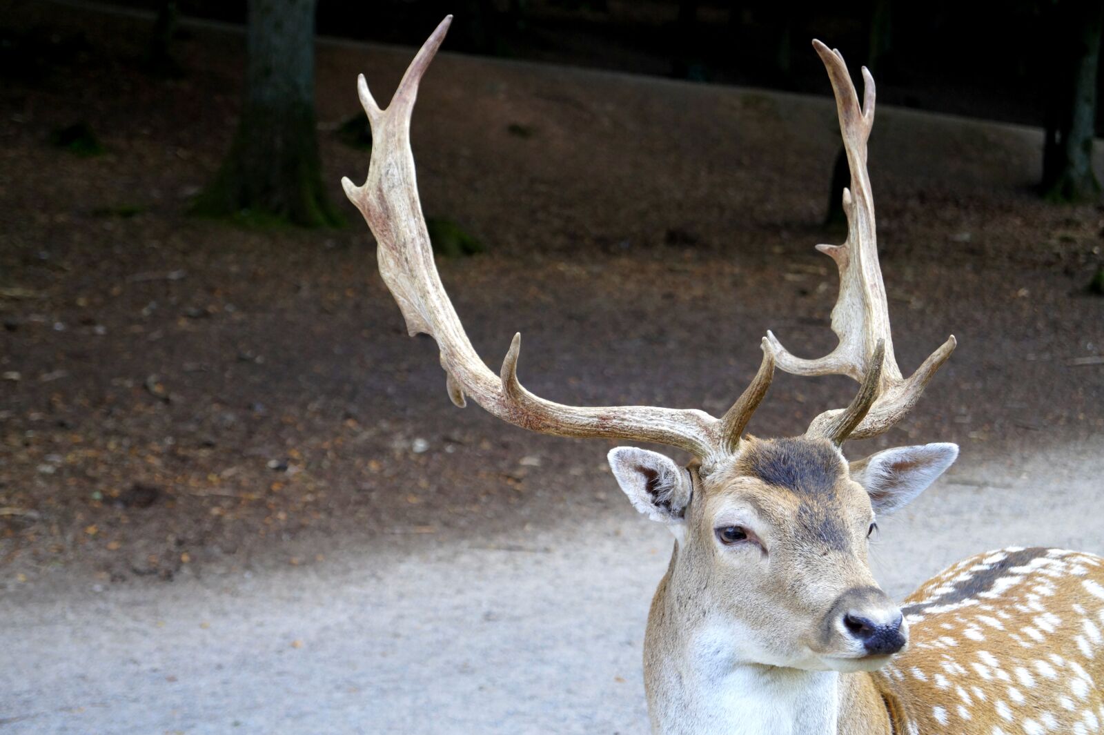 Sony SLT-A58 sample photo. Fallow deer, hirsch, forest photography