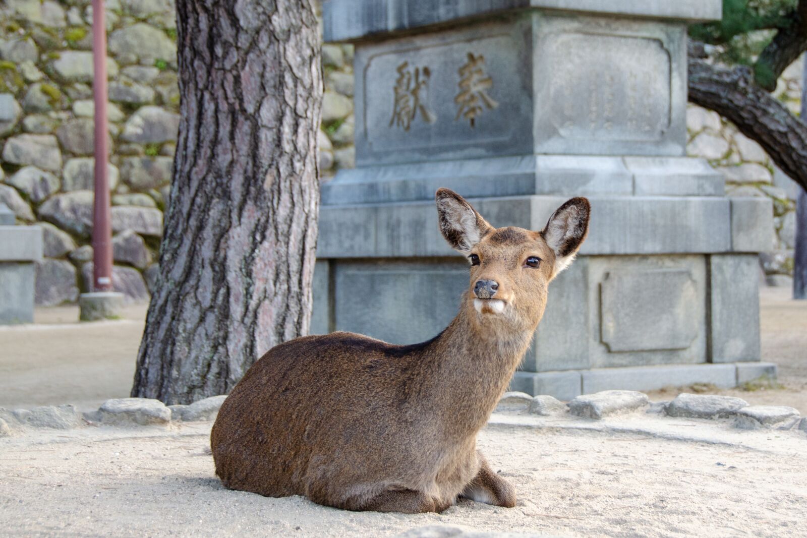 Nikon D5100 sample photo. Deer, sika deer, miyajima photography