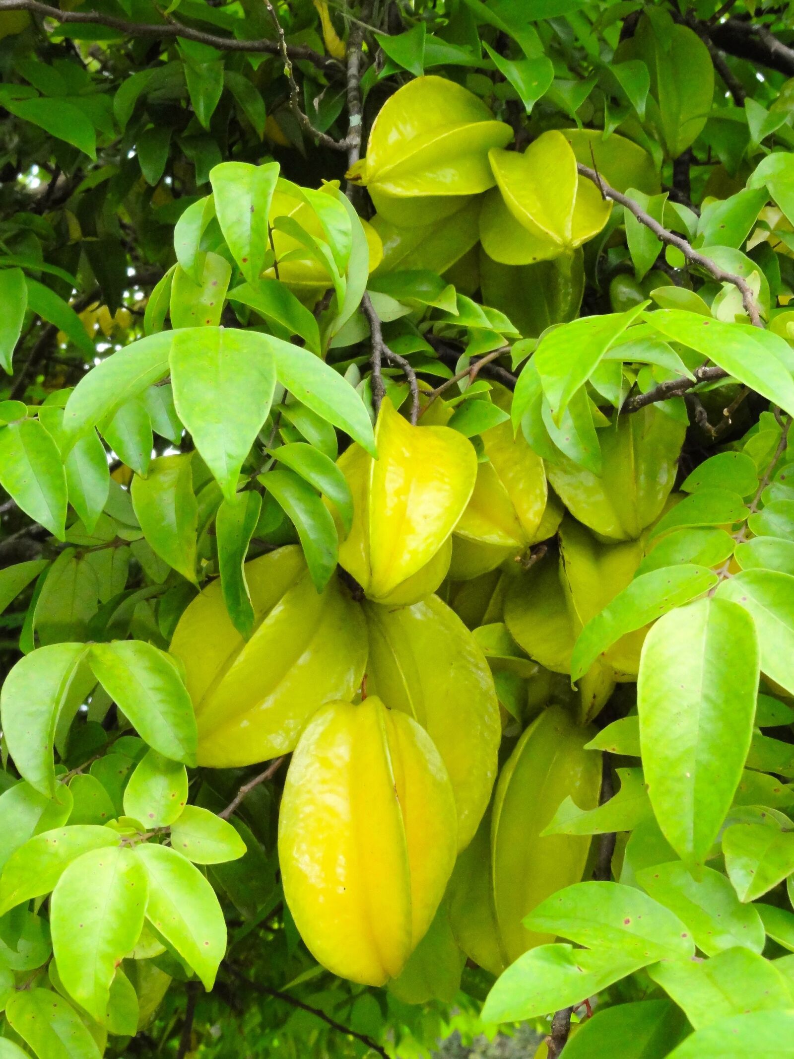 Sony DSC-HX5V sample photo. Carambola, fruit, chacara photography