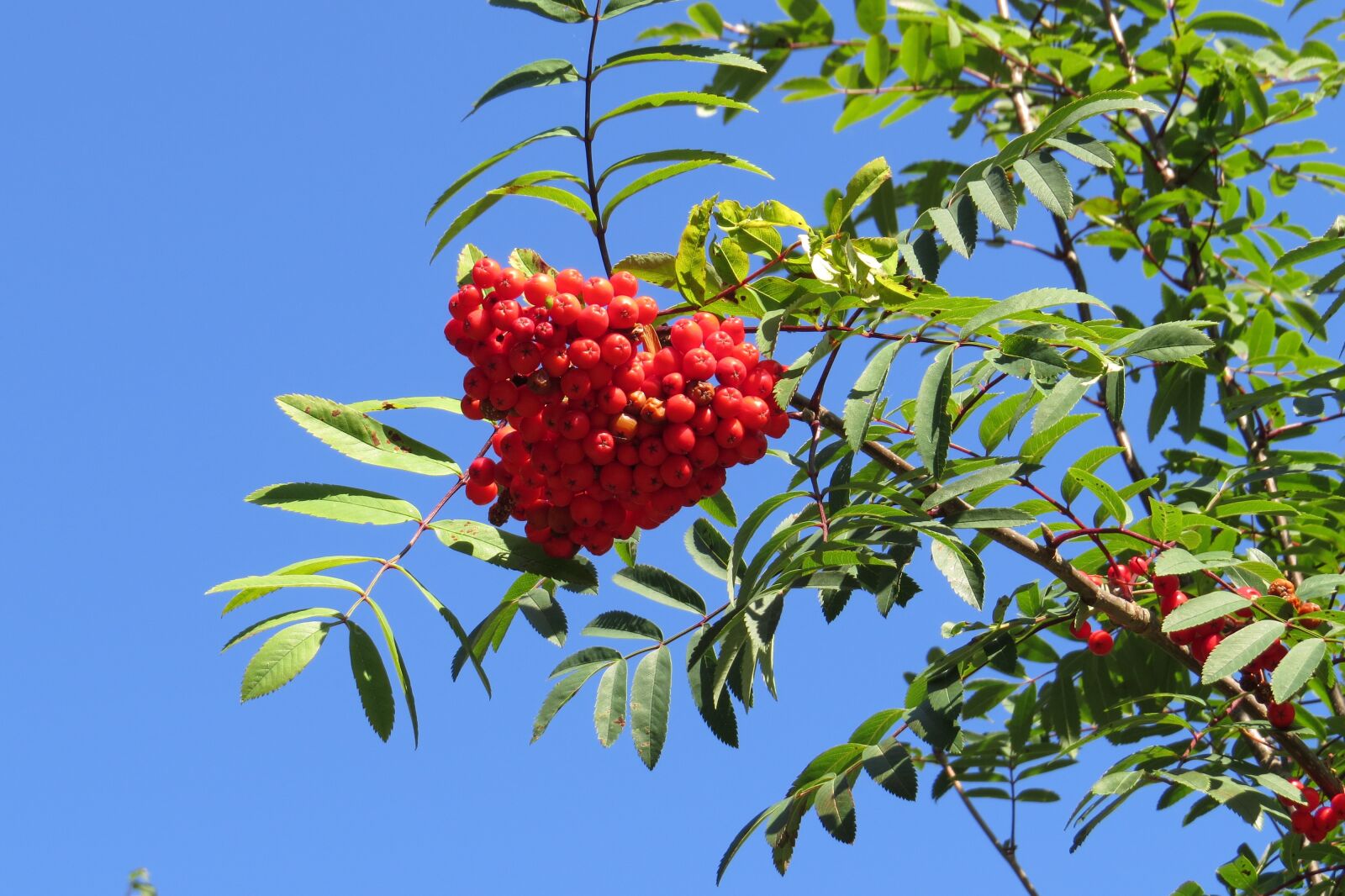 Canon PowerShot SX50 HS sample photo. Nature, tree, fruit photography