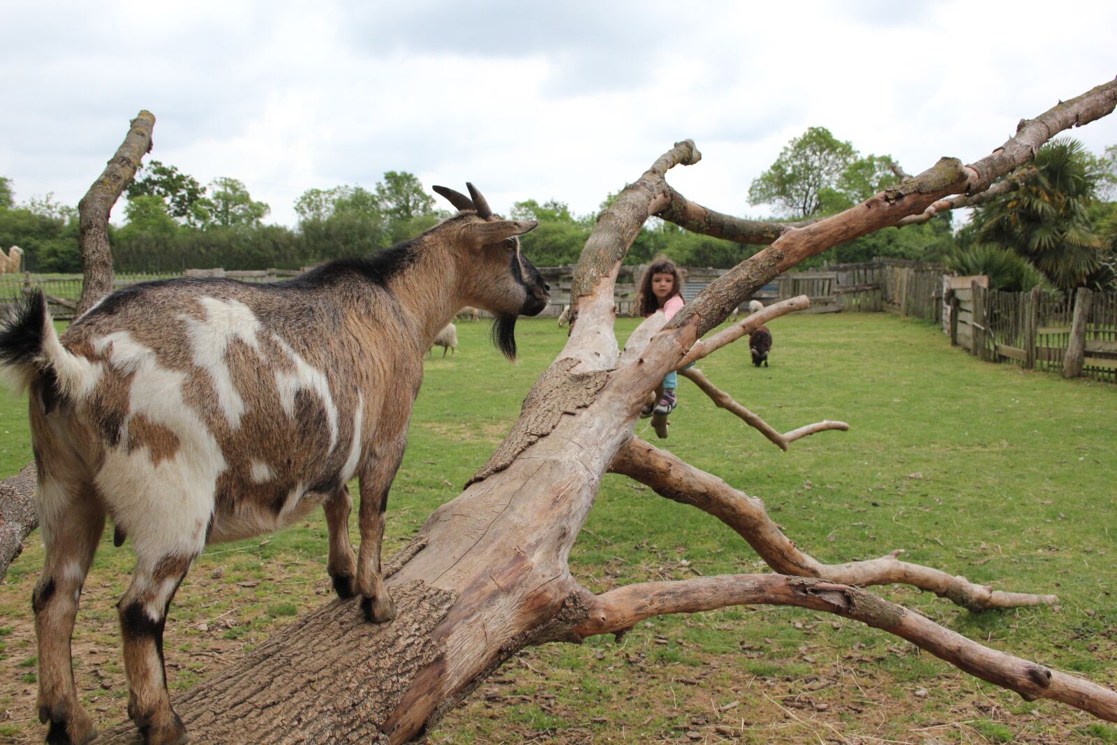 Canon EOS 550D (EOS Rebel T2i / EOS Kiss X4) sample photo. Animals, goats, farm photography