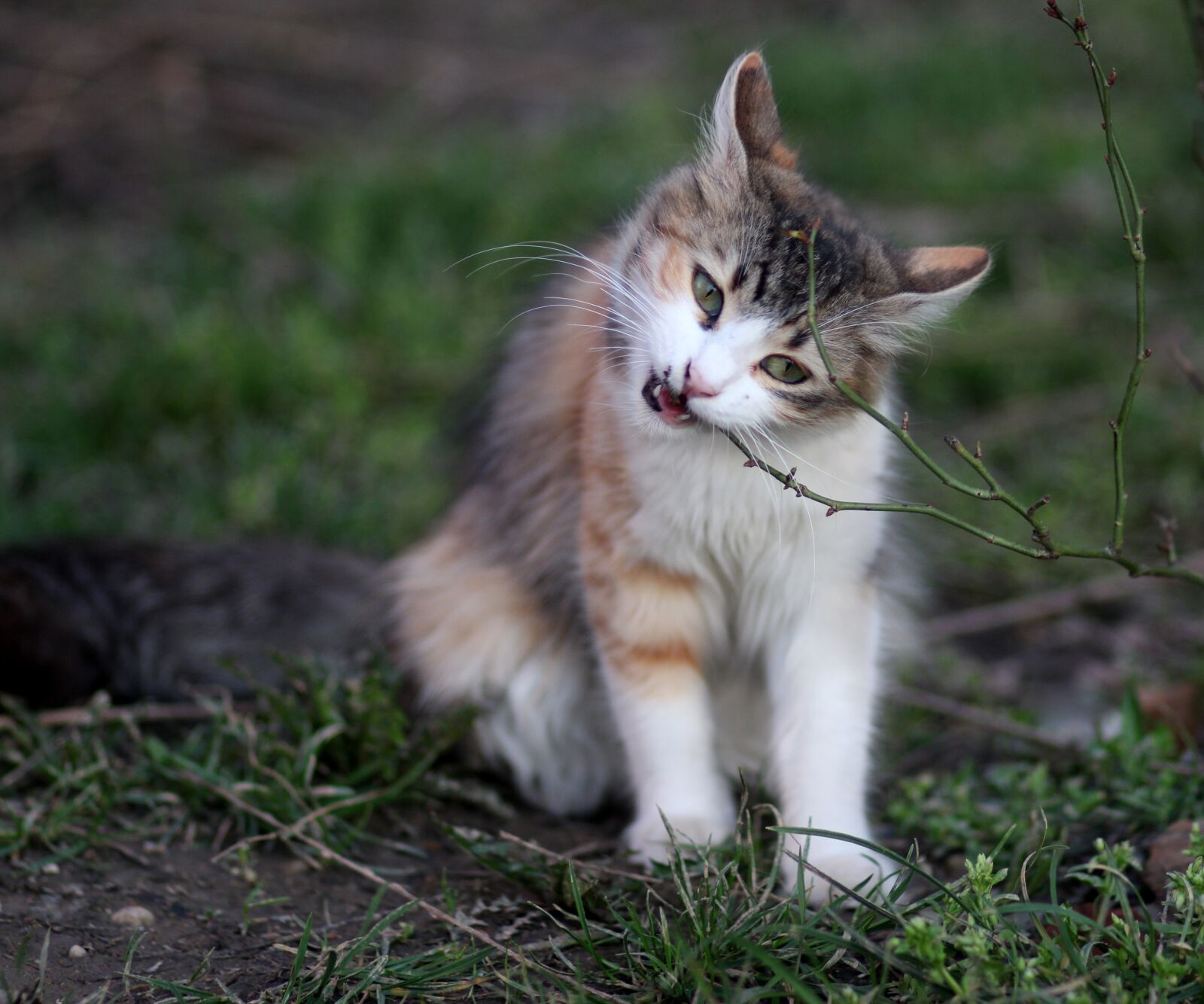 Canon EOS 700D (EOS Rebel T5i / EOS Kiss X7i) + Canon EF 85mm F1.8 USM sample photo. Cat, eating, coloring photography