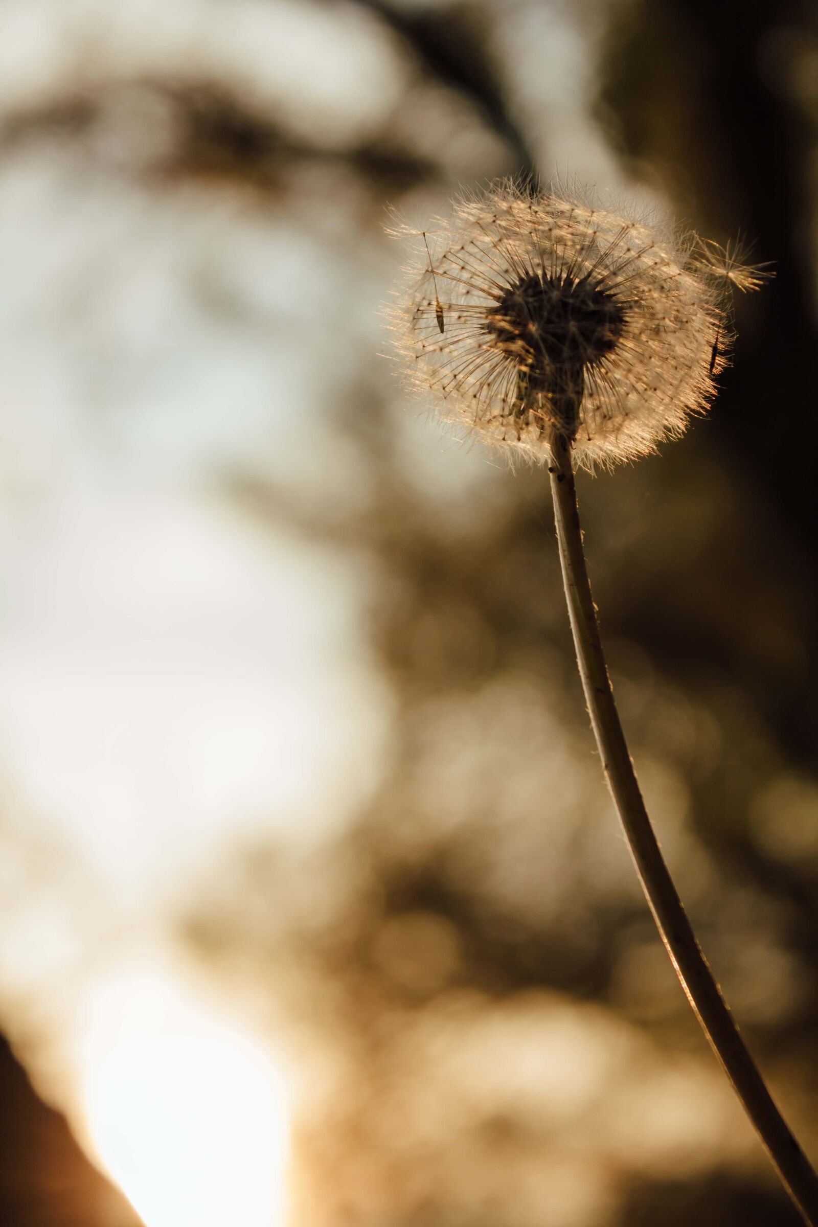 Canon EF-S 18-55mm F3.5-5.6 IS sample photo. Dandelion, autumn season, backlight photography