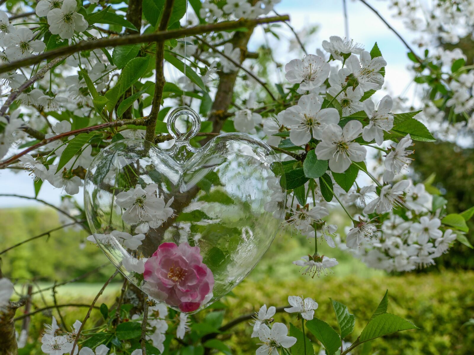 Panasonic Lumix DMC-FZ1000 sample photo. Glass heart rose flower photography