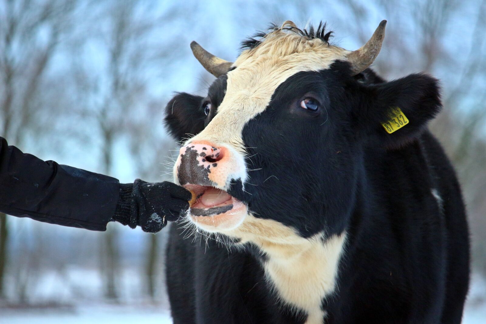 Canon EOS 100D (EOS Rebel SL1 / EOS Kiss X7) sample photo. Cow, animal, mammal photography