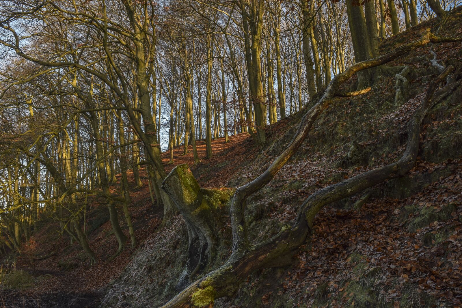 Nikon D3300 sample photo. Forest, nature, landscape photography