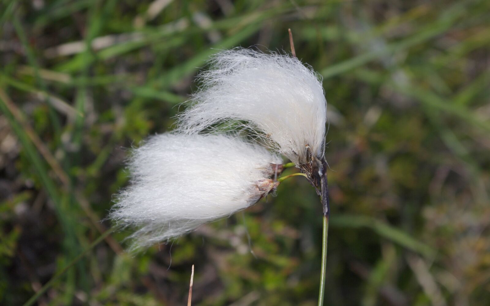 Pentax K-7 sample photo. Cotton grass, flower, white photography