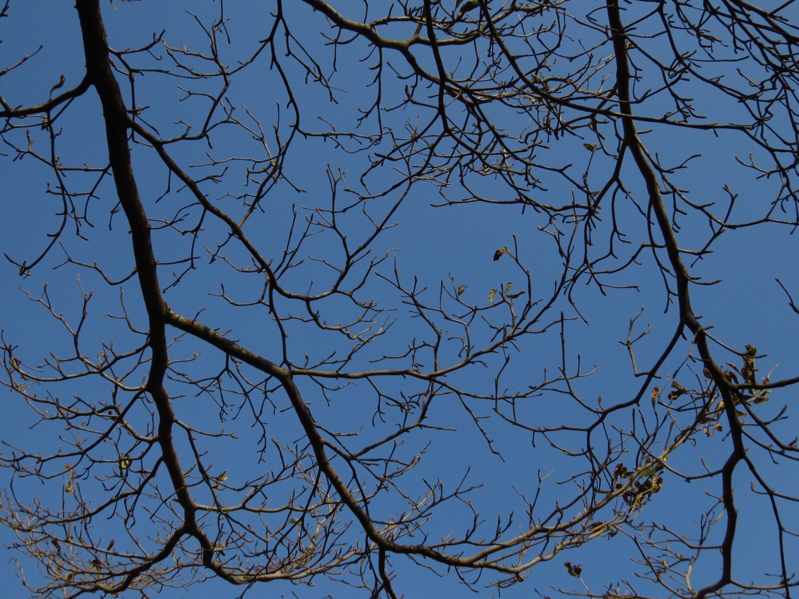 Canon PowerShot SX50 HS sample photo. Blue day, branches, lobular photography