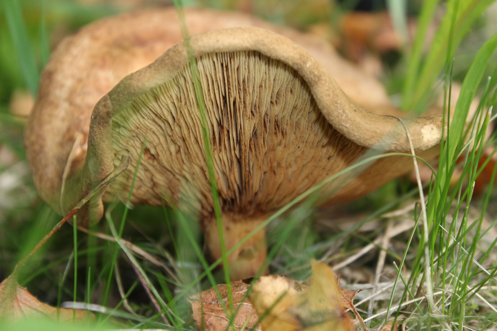 Canon EOS 600D (Rebel EOS T3i / EOS Kiss X5) sample photo. Mushroom, grass, autumn photography