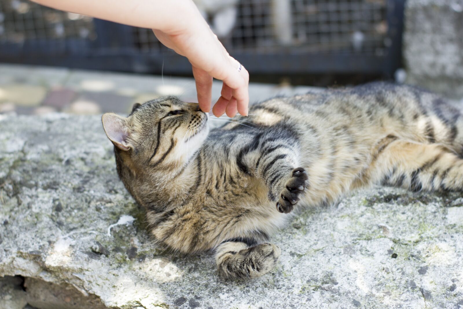 Canon EOS 550D (EOS Rebel T2i / EOS Kiss X4) sample photo. Cat, pet, cat looking photography