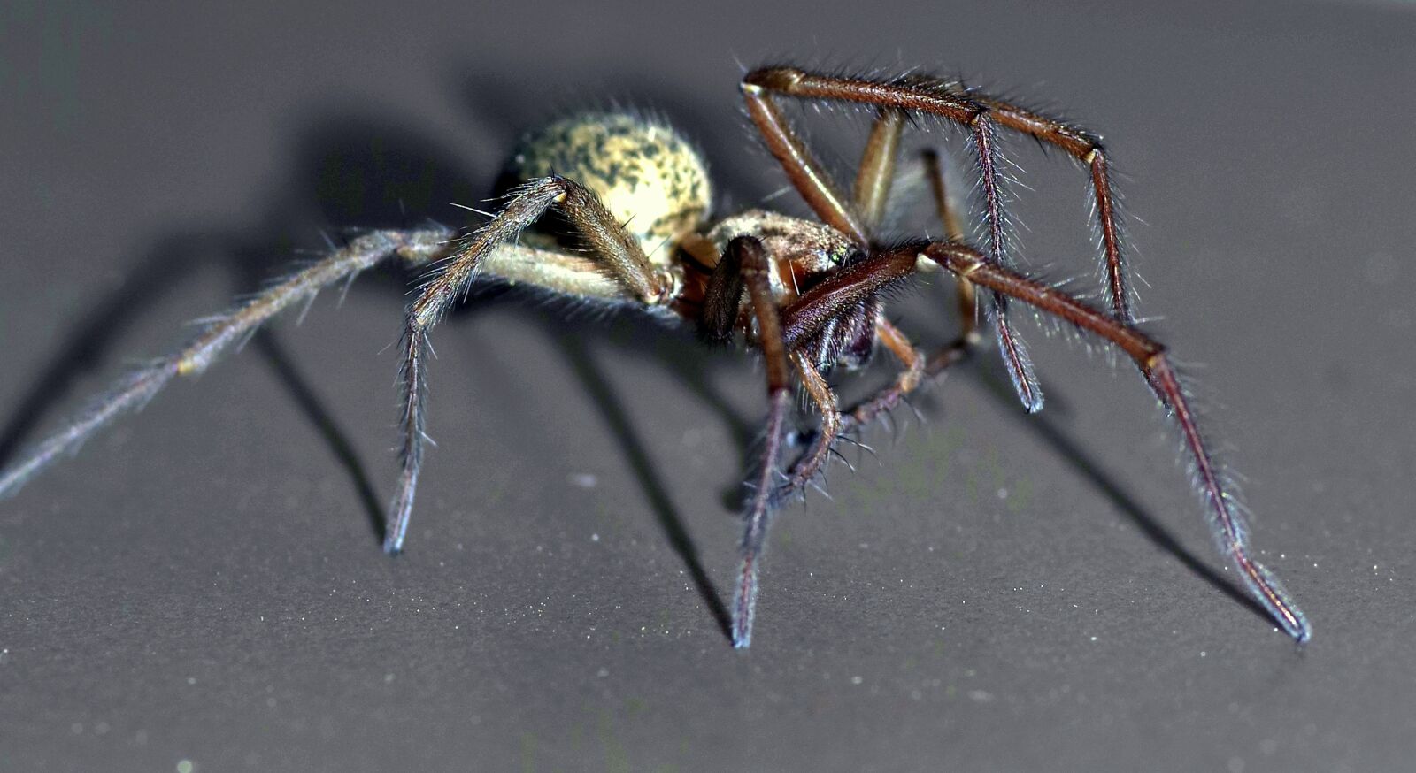 Pentax K-S2 sample photo. Spider, tegenaria domestica, terrible photography