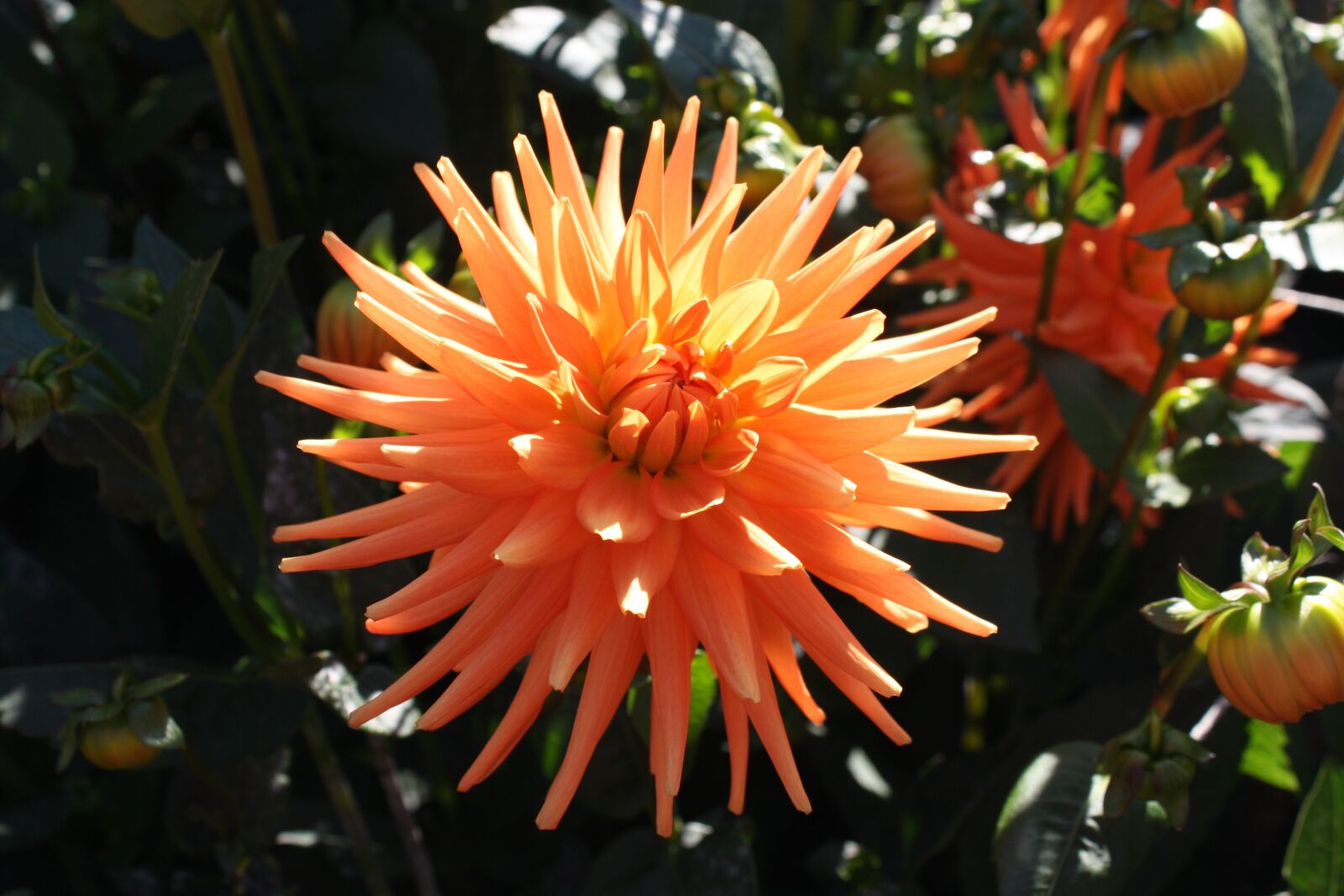 Canon EOS 1000D (EOS Digital Rebel XS / EOS Kiss F) sample photo. Dahlia, flower, bloom photography